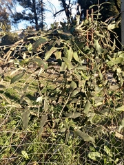 Araujia sericifera