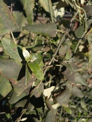 Araujia sericifera