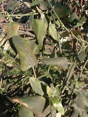 Araujia sericifera