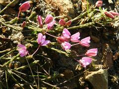 Polygala umbellata