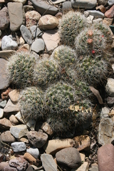 Mammillaria marcosii
