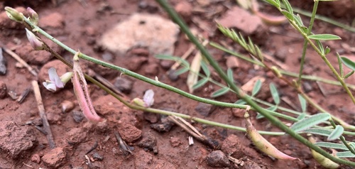 recurved milkvetch (Astragalus recurvus)