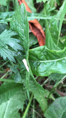 Agriphila straminella