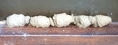 Sceliphron curvatum