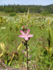 Sidalcea oregana spicata