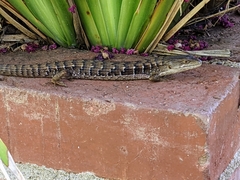 Elgaria multicarinata webbii