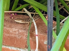 Elgaria multicarinata webbii