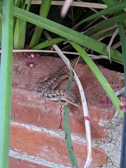 Elgaria multicarinata webbii