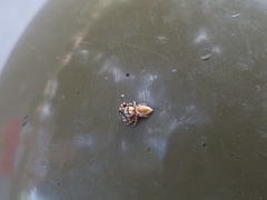 Metaphidippus chera
