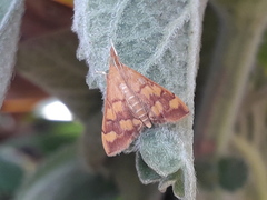 Pyrausta phoenicealis