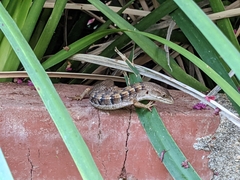 Elgaria multicarinata webbii