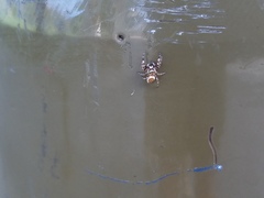 Metaphidippus chera