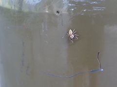 Metaphidippus chera