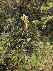 Solidago virgaurea minuta
