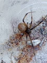 Latrodectus geometricus