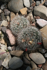 Mammillaria marcosii