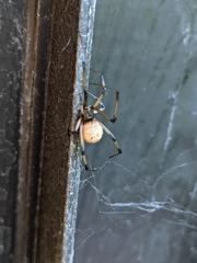 Latrodectus geometricus