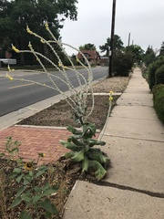 Verbascum bombyciferum