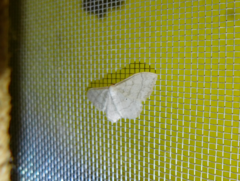 Idaea deversaria