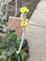 Verbascum bombyciferum