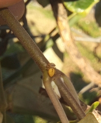 Salticinae