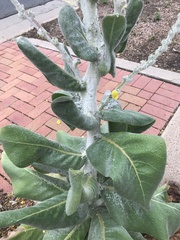 Verbascum bombyciferum