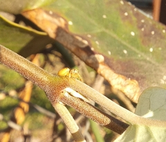 Salticinae