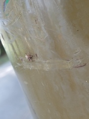 Metaphidippus chera