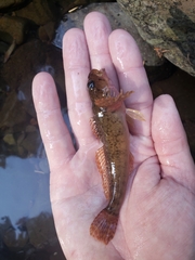 Cottus beldingii