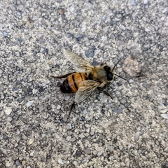 Apis mellifera