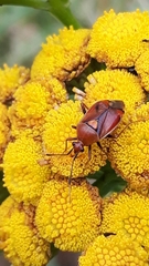 Deraeocoris ruber