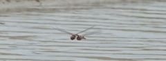 Pantala hymenaea