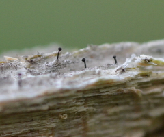 Mycocalicium subtile