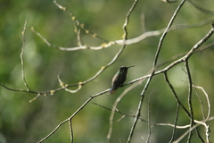 Lampornis
