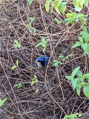 Aphelocoma californica