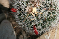 Mammillaria marcosii