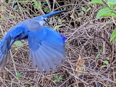 Aphelocoma californica