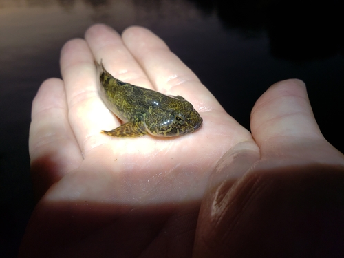 Netdonderpad (Cottus perplexus) — Cottidae — 4