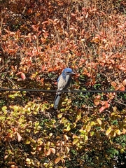 Aphelocoma californica