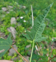 Hibiscus laevis