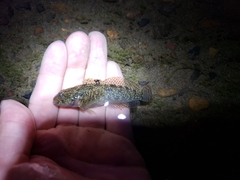 Cottus perplexus