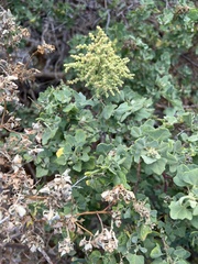 Chenopodium oahuense