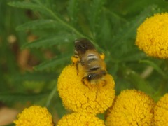 Colletes daviesanus