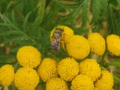 Colletes daviesanus