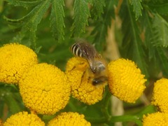 Colletes daviesanus