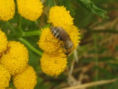 Colletes daviesanus