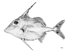 Short-Tail Tripodfish photo 2