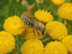 Colletes daviesanus