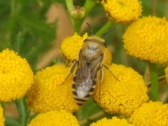 Colletes daviesanus