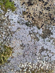 Acarospora glaucocarpa